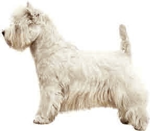 West Highland Terrier