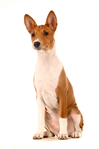 Basenji