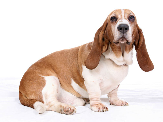 Basset-Hound