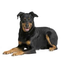 Beauceron