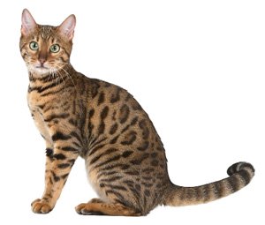 Bengal