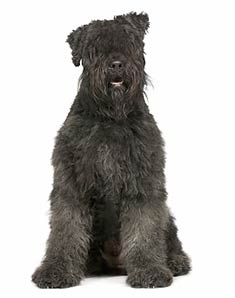 Bouvier des Flandres