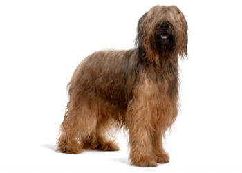 Briard