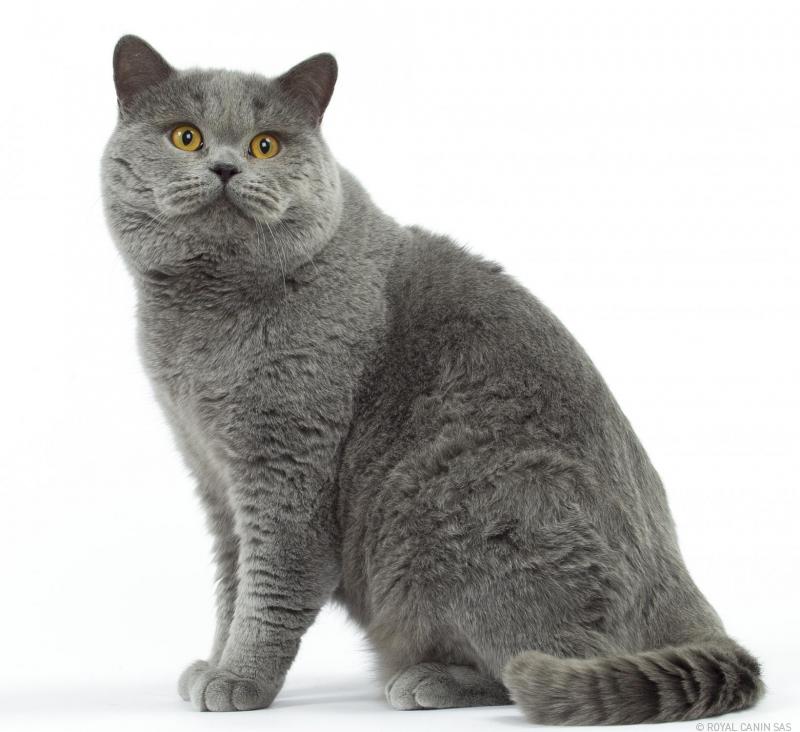 British-Shorthair