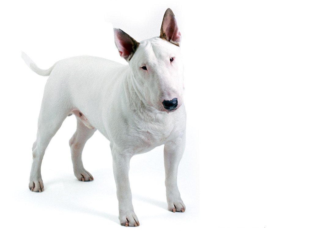 Bull Terrier