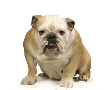 Bulldog Anglais