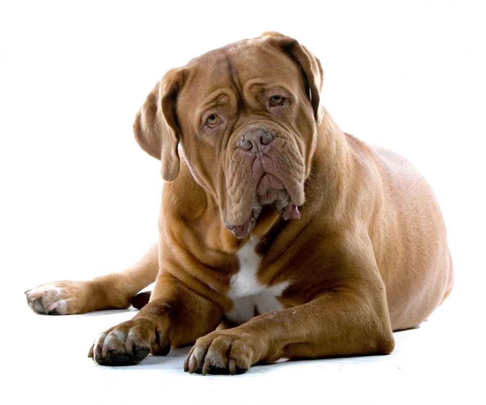 Bullmastiff