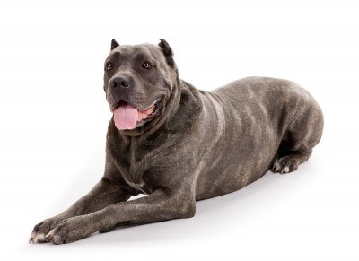 Cane Corso