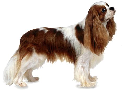 Cavalier King Charles