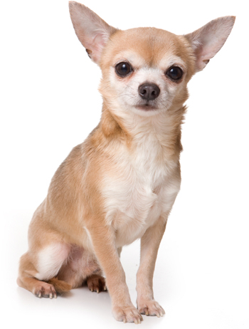 Chihuahua