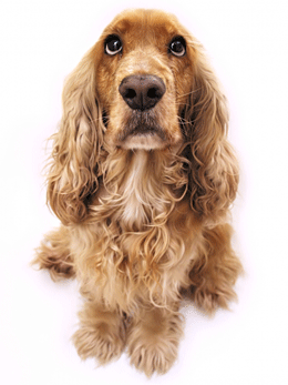 Cocker Spaniel