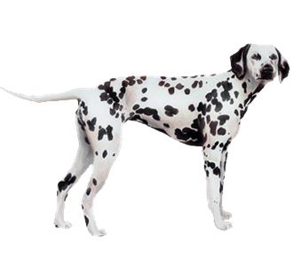 Dalmatien