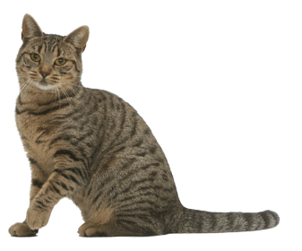 European Shorthair