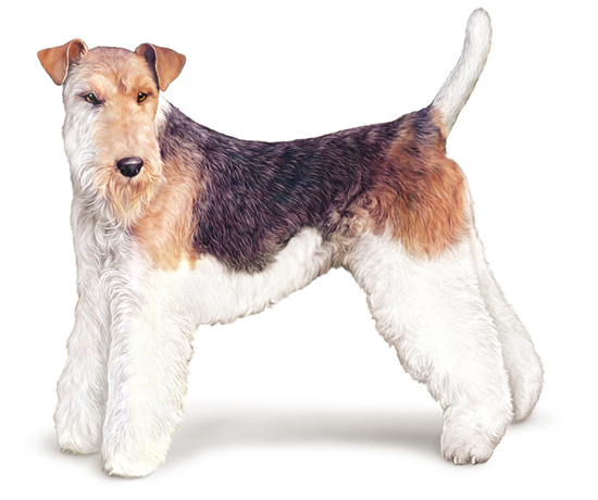 Fox-Terrier