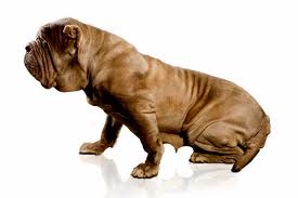 Dog de Bordeaux