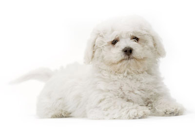 Bichon Frisé