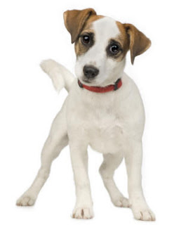 Jack-Russell-Terrier