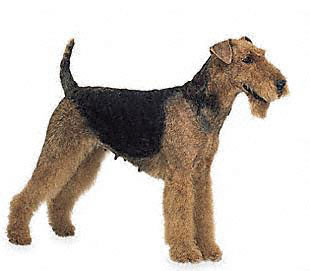 Airedale-Terrier