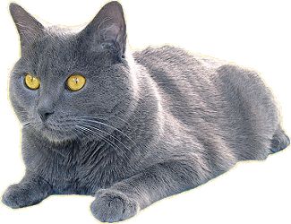 Chartreux