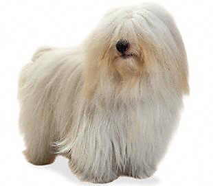 Coton-de-Tulear