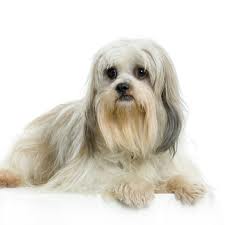 Lhassa Apso