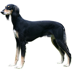 Saluki