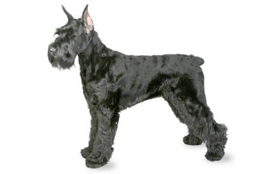 Schnauzer