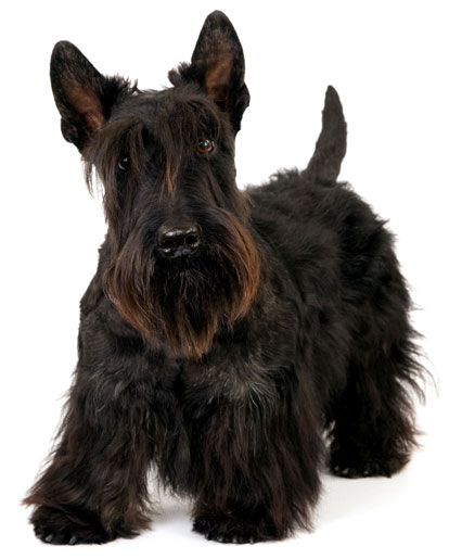 Scottish Terrier