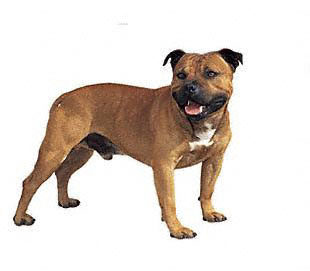 Staffordshire Bull Tterrier