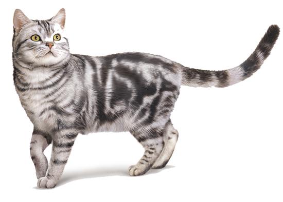 American shorthair