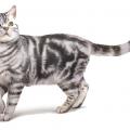 American shorthair