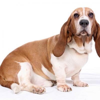 Basset hound