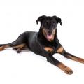 Beauceron