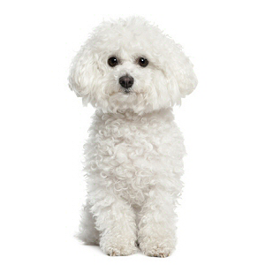 Bichon