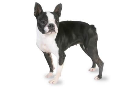 Boston terrier