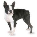 Boston terrier