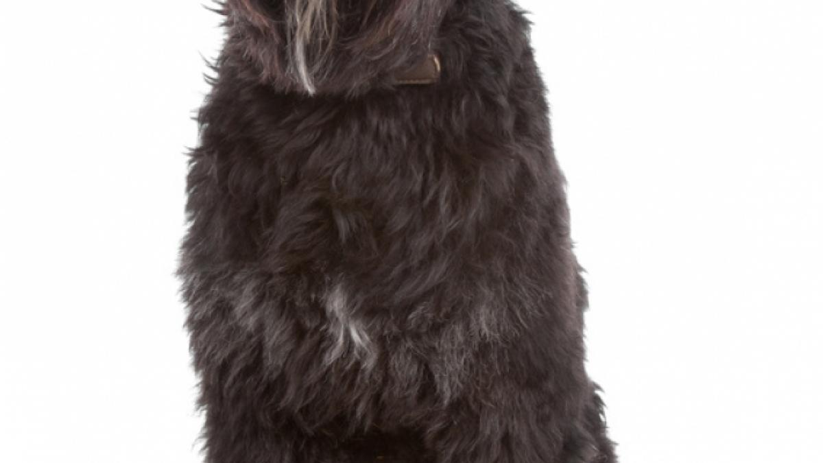 Bouvier des flandres