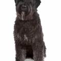 Bouvier des flandres