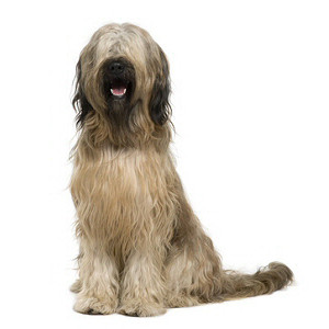 Briard