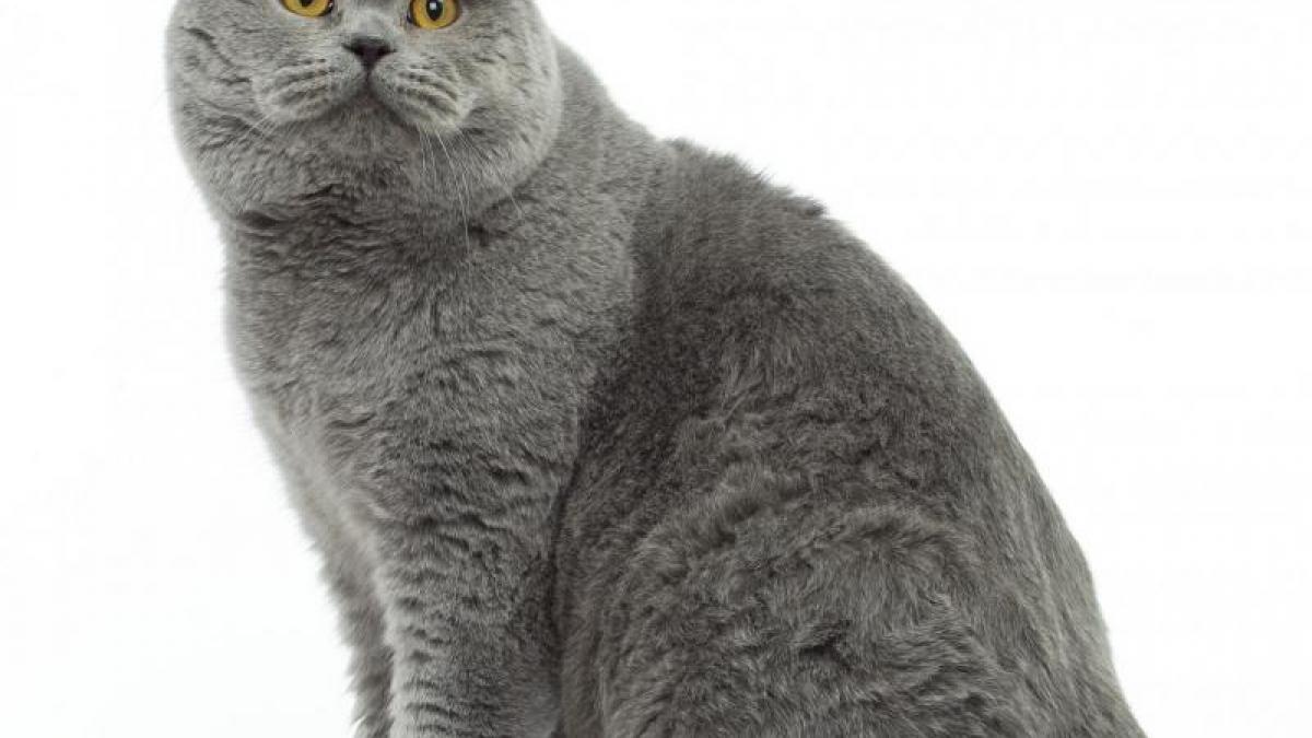 British shorthair