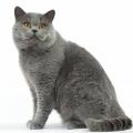 British shorthair