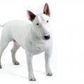 Bull terrier