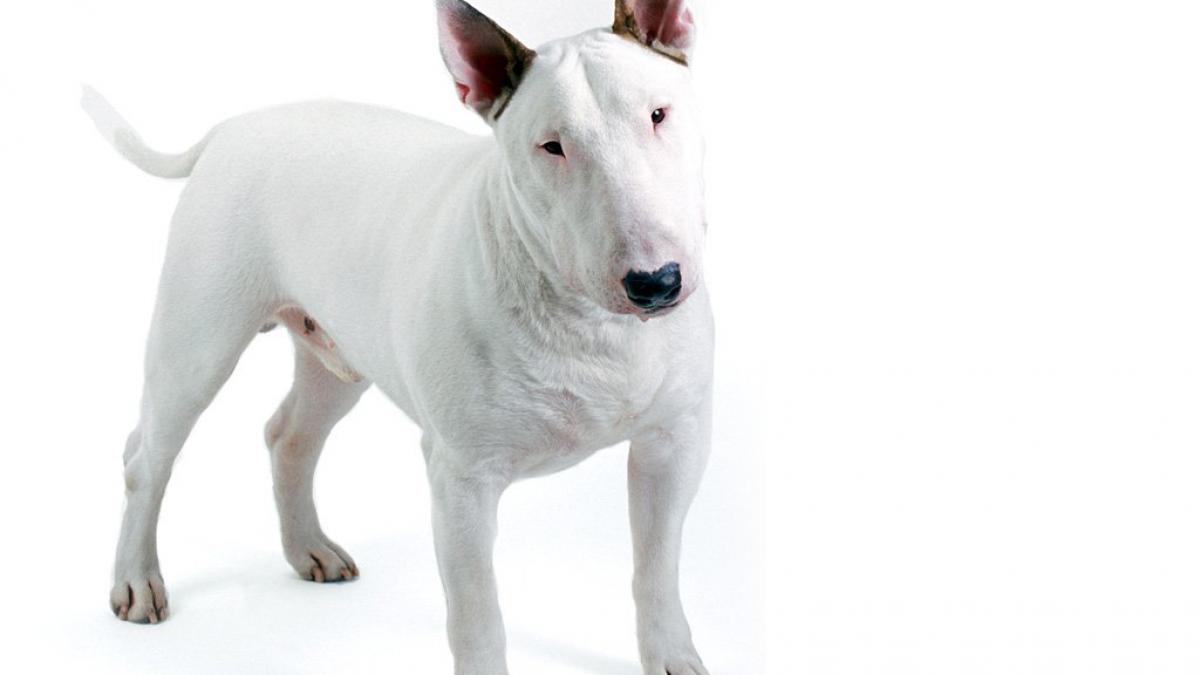 bull-terrier