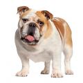 Bulldog