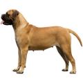 Bullmastiff