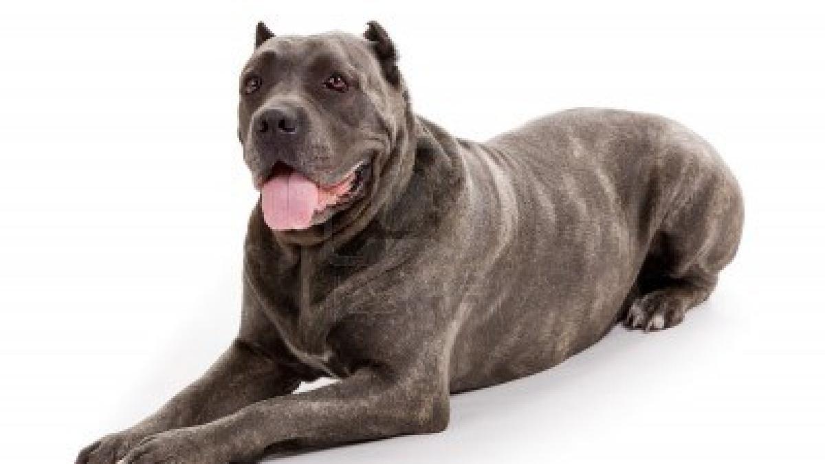 Cane corso