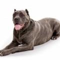 Cane corso