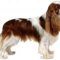 Cavalier king charles