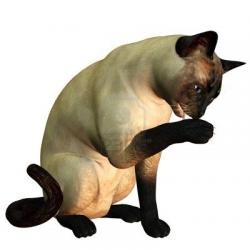 chat-qui-se-leche.jpg