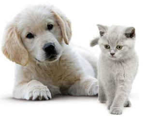chien-chat